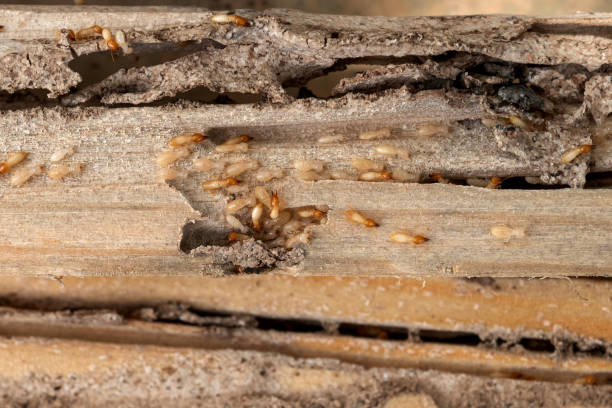 Best Termite Control Services  in Provo, UT