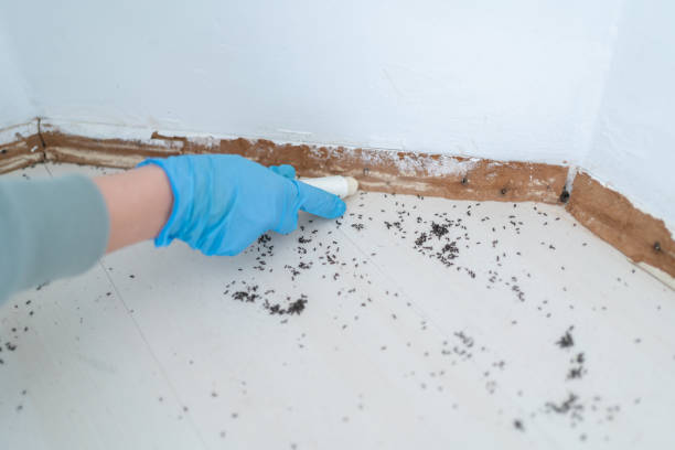 Best Termite Control Services  in Provo, UT